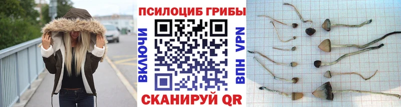 маркетплейс наркотические препараты  купить наркоту  Чекалин  Галлюциногенные грибы Magic Shrooms 